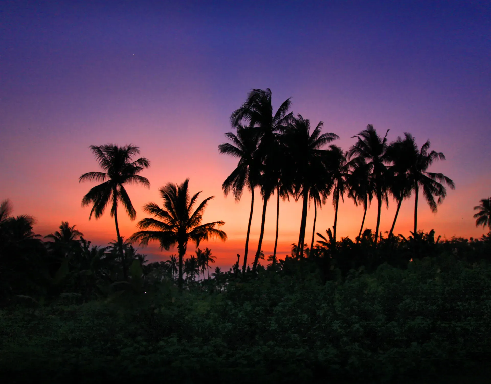 Palmiers en silhouette sur un coucher de soleil tropical, leurs couronnes étagées sur le ciel orangé