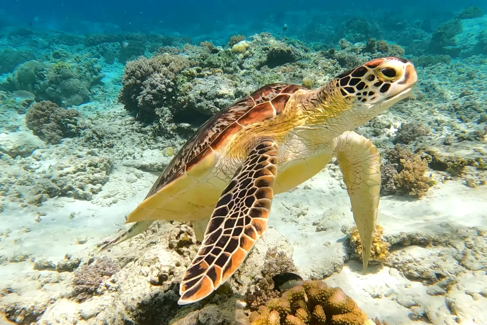Une tortue de mer glissant au-dessus d'un récif corallien, tenant sa route au-dessus de la structure