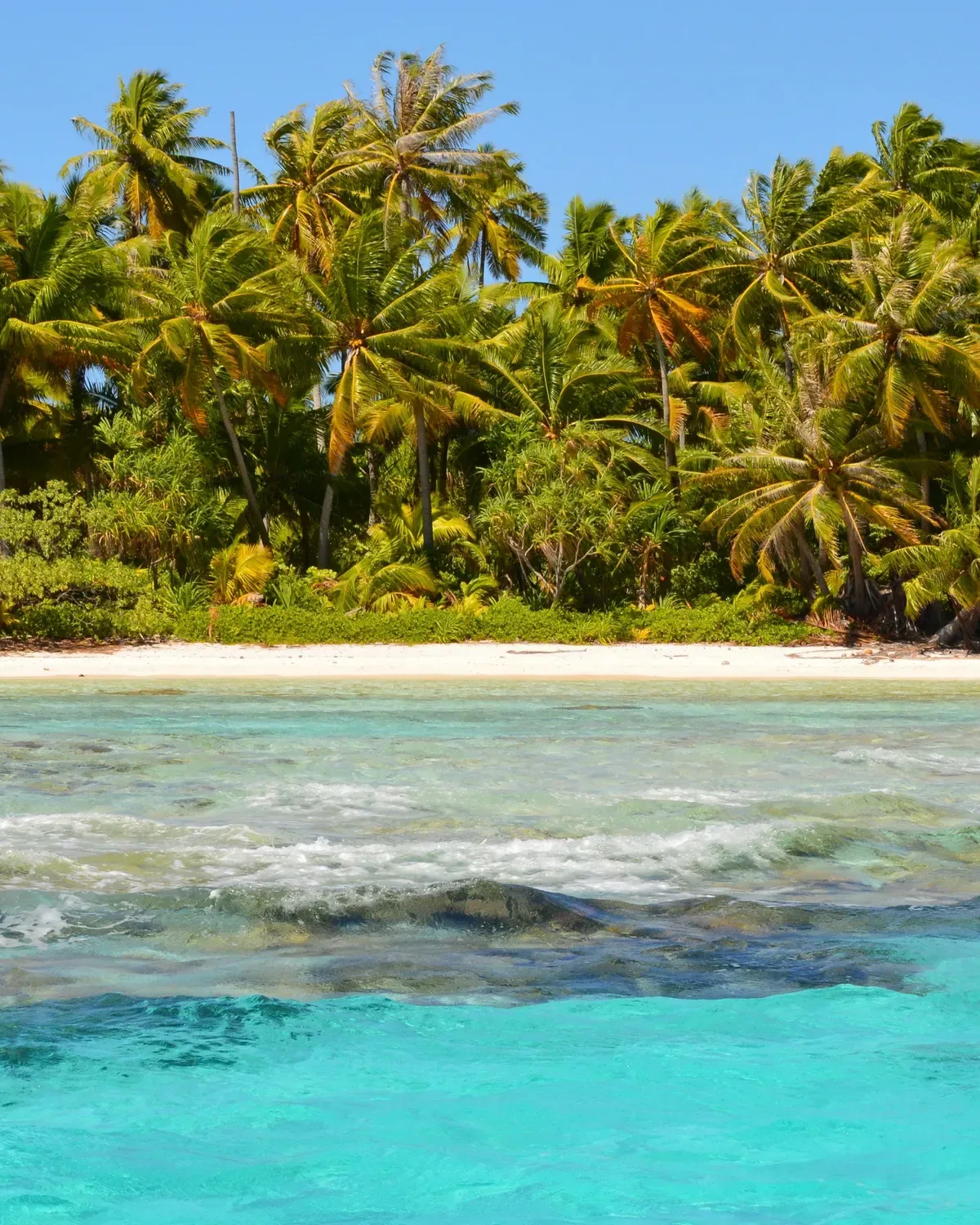 Palmiers verts penchés au-dessus d'une plage de Polynésie française, l'eau turquoise derrière eux